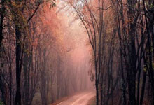 竞者|神似钟楚曦的冰壶女神跨界成MVP,原来冰壶也能掷进我的心里.